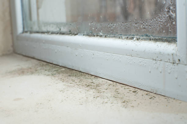 Trusted Richland, WA Mold Removal Experts